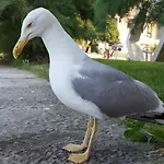 Luka Lägenhet *