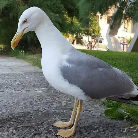 Luka Apartament *
